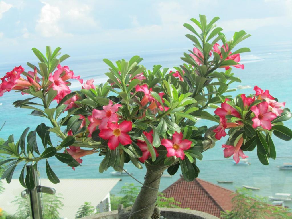 Lembongan Harmony Villas Camera foto